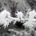 Branche sous la neige