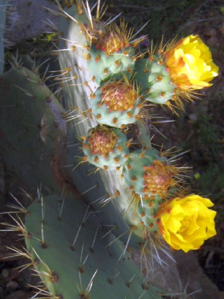 fleur_de_cactus.jpg