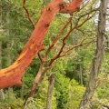 Vancouver arbre écorché